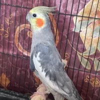 عروس هلندی
