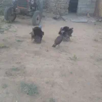 بوقلمو
