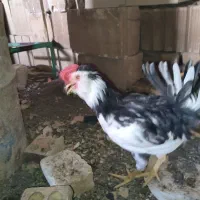 خروس گلین