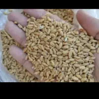 فروش 12کیسه گندم آذر 2 قیمت 130منی
