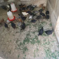 جوجه محلی 44روزه