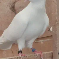 کبوتر نروماده