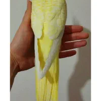 عروس هلندی دستی ۲ماهه