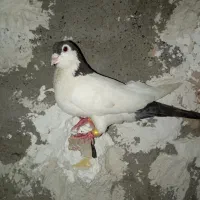 خالدم مشکی نر ابلغ افغانی جوجه نر
