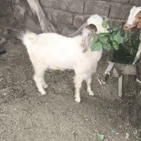 فروش گوسفند درب بهشت