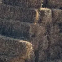 علف