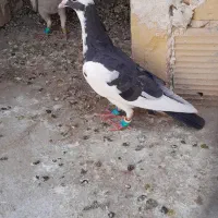 کفتر جوان