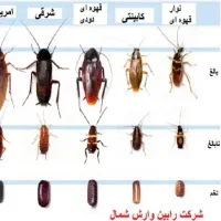 سمپاشی و کنترل افات بهداشتی ( سوسک ساس..