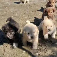 سگ پاکوتاه پامراشپیتز