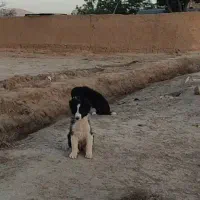 توله سگ گله قدرجونی