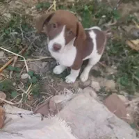 توله سگ دنبلانی و شکاری