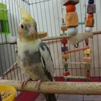 عروس هلندی نر با قفس وسایل