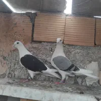 سرخ دم سفید پشت گراف سارکاغذی نرماده