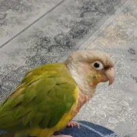 گرینچیک