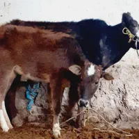 یک گاو زاییده  ویک گاو گوساله جمعا ۴تا.