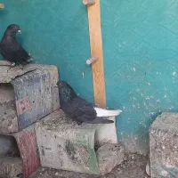 جفت دم سفید