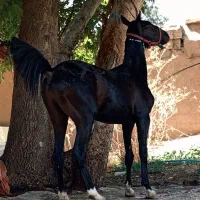 اسب کره نریان مشکی سلطنتی