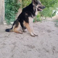 سگ ژرمن  ماده