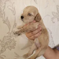 بچه شگ پاکوتاه