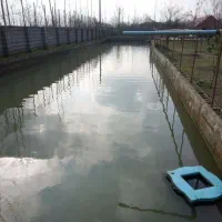 مشارکت-در-استخر-ماهی