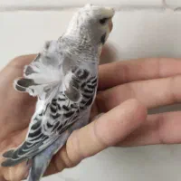 جوجه مرغ عشق پروانه ای رام