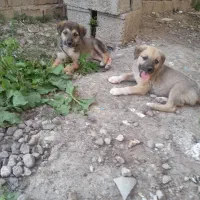 بچه سگ گله نروماده