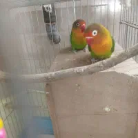 طوطی برزیلی جفت مولد