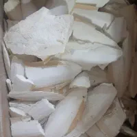 فروش کف دریا بصورت عمده و خرده