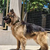 (سیاره نگهبانان) ژرمن شولاین،ورک‌لاین