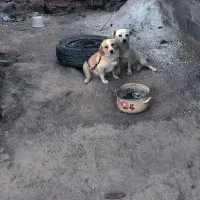 سگ پاکوتا