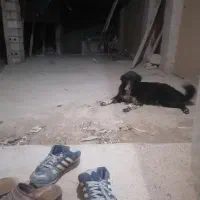 سگ لاس نگهبان