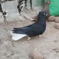 دمسفید