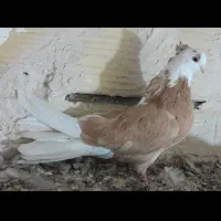 کفتر شازده کاکولی
