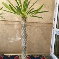 نخل ماداگاسکار