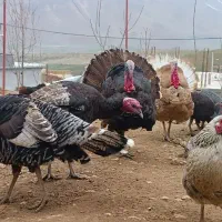 بوقلمون