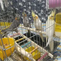 عروس هلندی