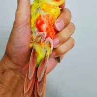 گرینچیک ردچیک سانچیک مونچیک