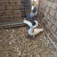ابوالفضل