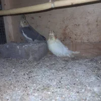 جوجه طوطی عروس