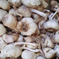 سیر حبه درشت مناسب بذر