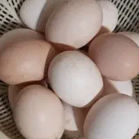 تخم مرغ گلین
