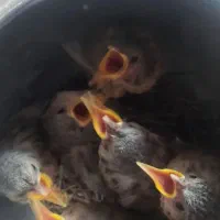 جوجه سهره