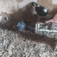 کفتر|پرنده|آشخانه, |دیوار