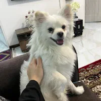سگ خونگی بامزه