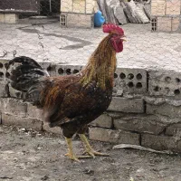 خروس محلی جوان