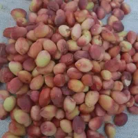 باخرز پسته کیلو ۹۰۰تومن
