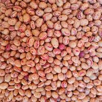 لوبیا چیتی درجه ۱
