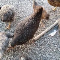 مرغ فریح