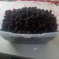 شاتوت بهداشتی دست چین