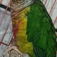 طوطی گرینچیک